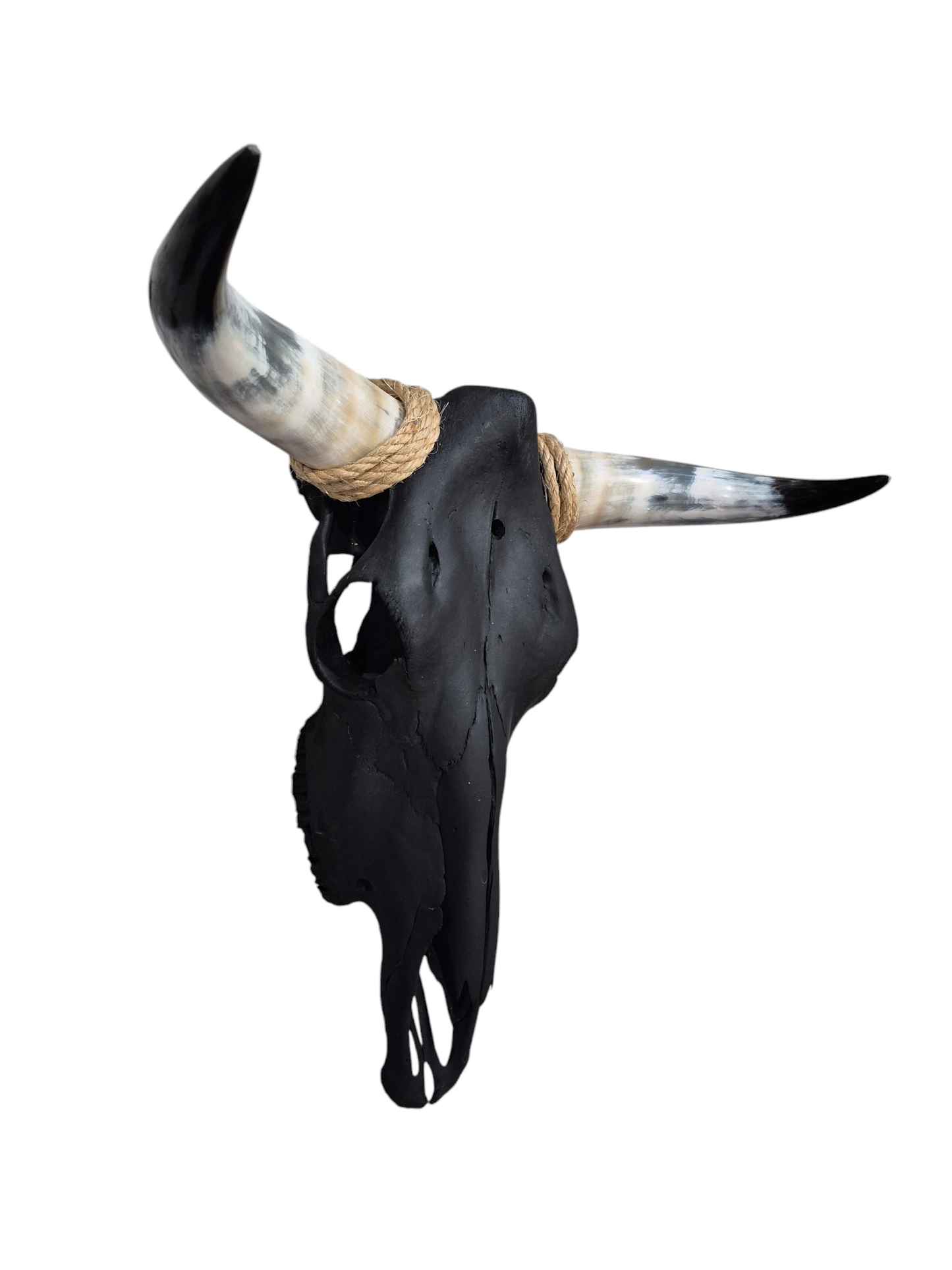 Cow Skull Texas Longhorn (1'10") A#75