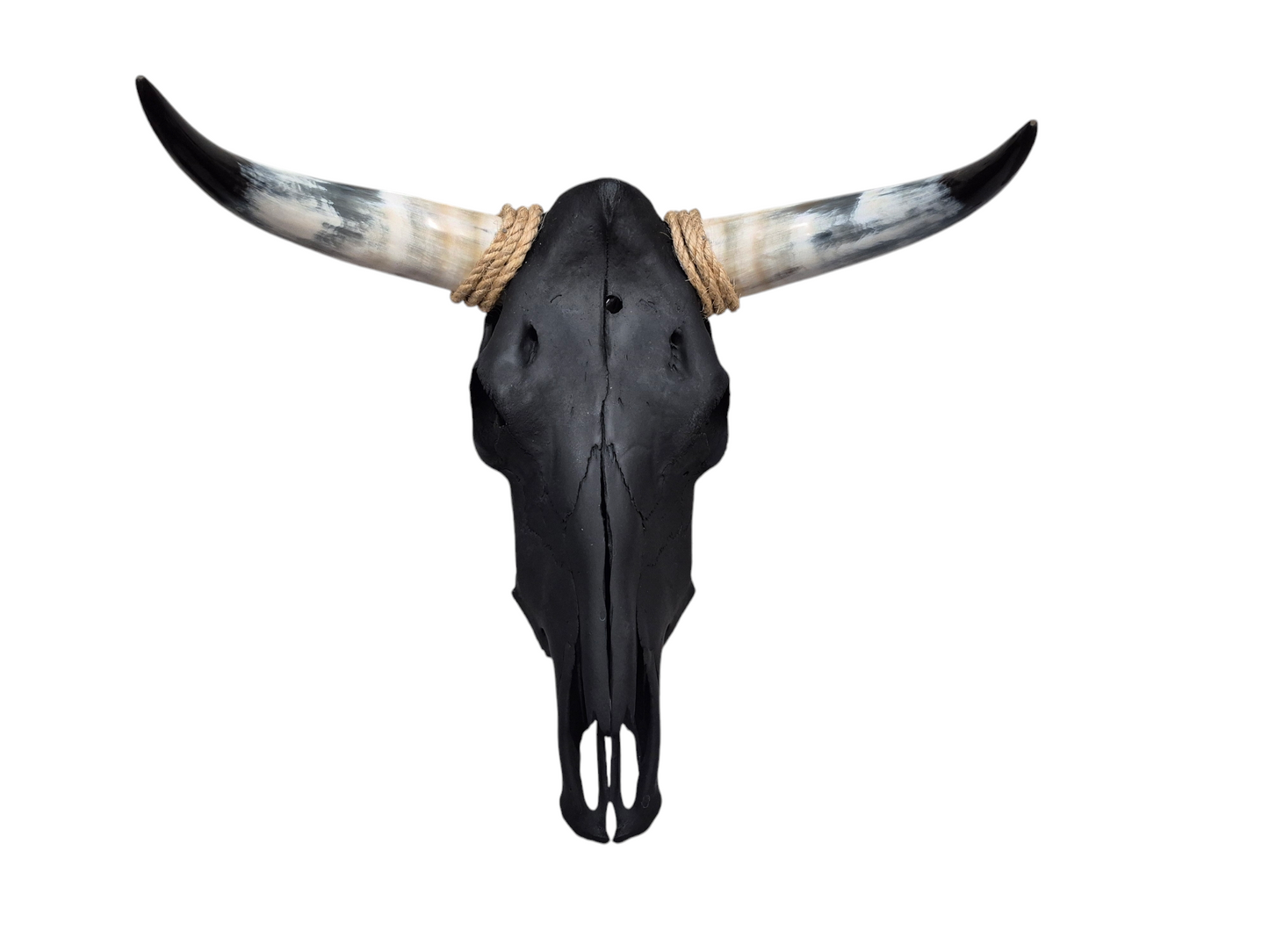 Cow Skull Texas Longhorn (1'10") A#75