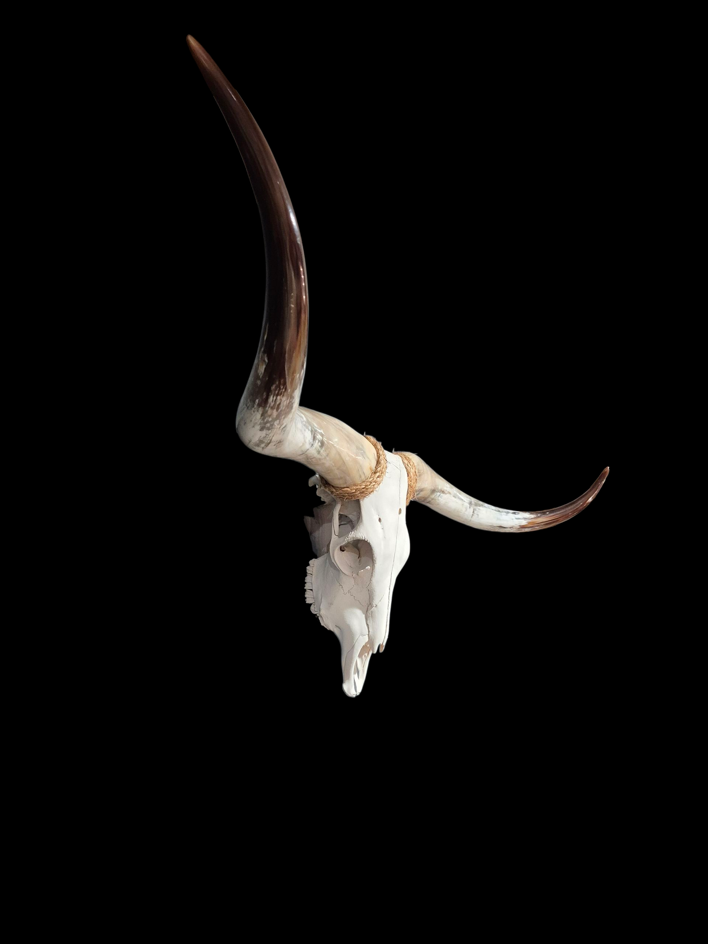 Cow Skull Texas Longhorn (5'4") A#76