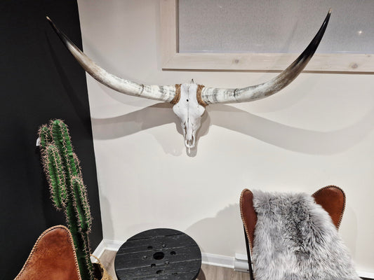 Cow Skull Texas Longhorn (4'7") A#67