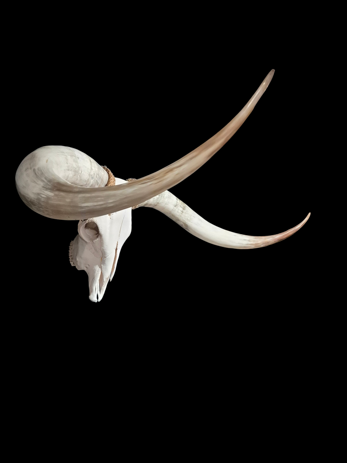 Crâne De Boeuf Texas Longhorn (4'8") A#99