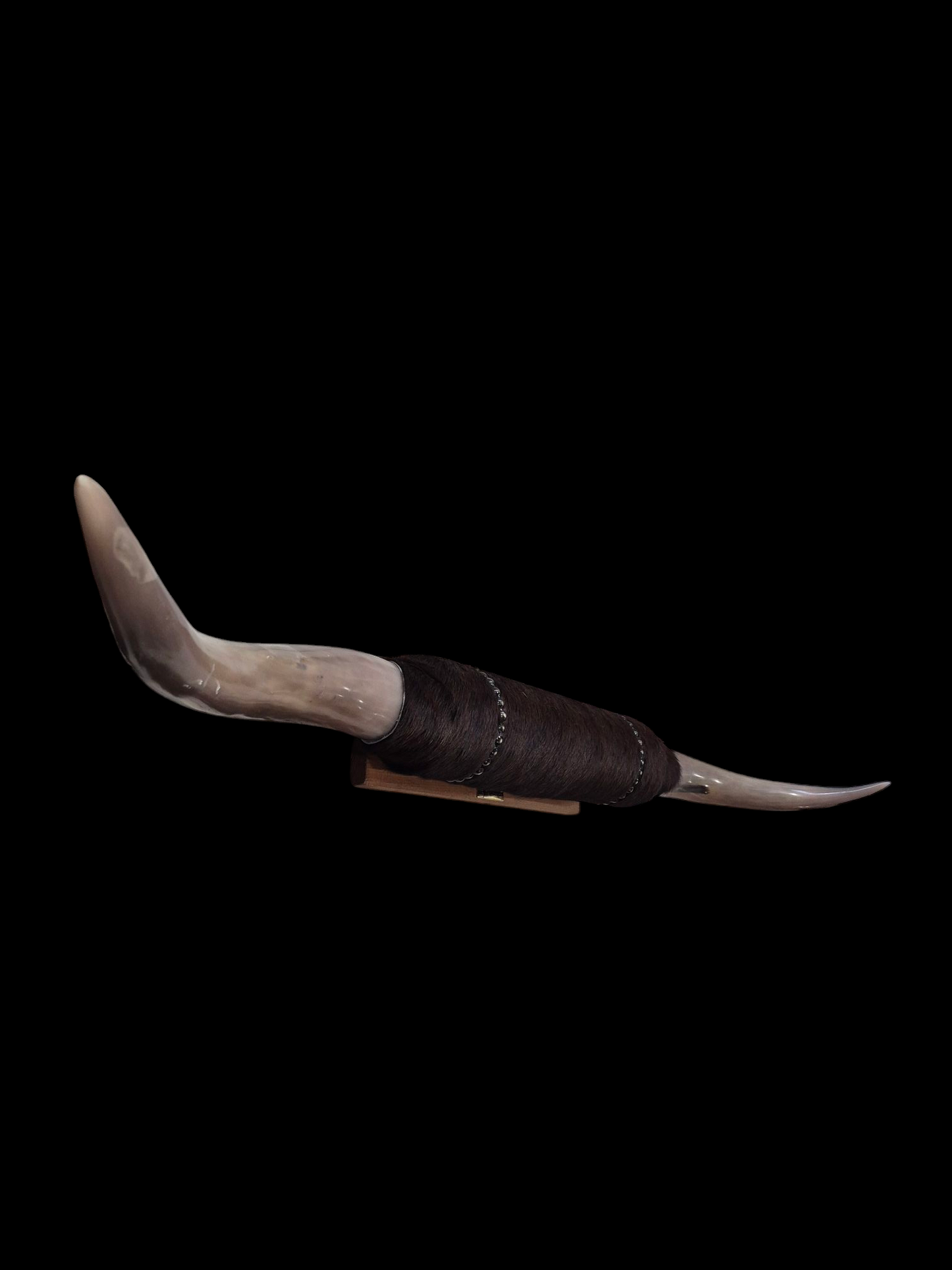 Mounted  Horns - Texas Longhorn (4'3") C#47