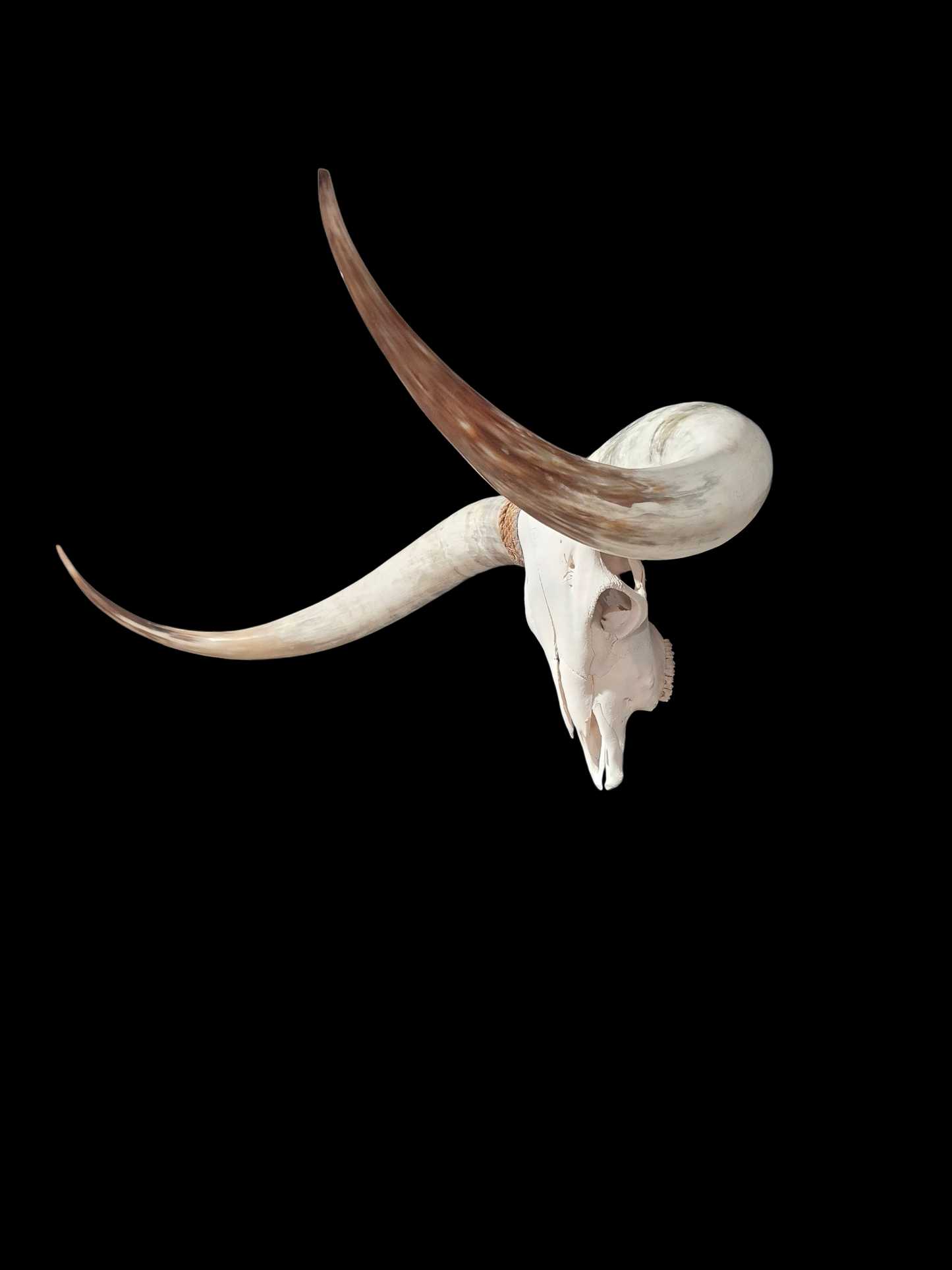 Crâne De Boeuf Texas Longhorn (4'8") A#99