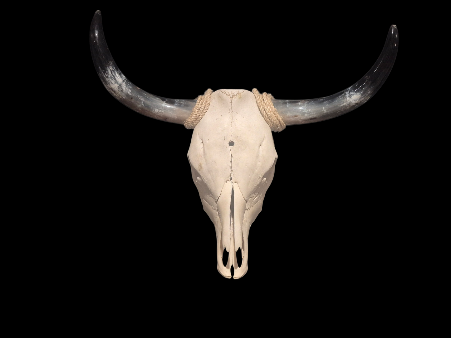 Cow Skull Texas Longhorn (2'1") A#92
