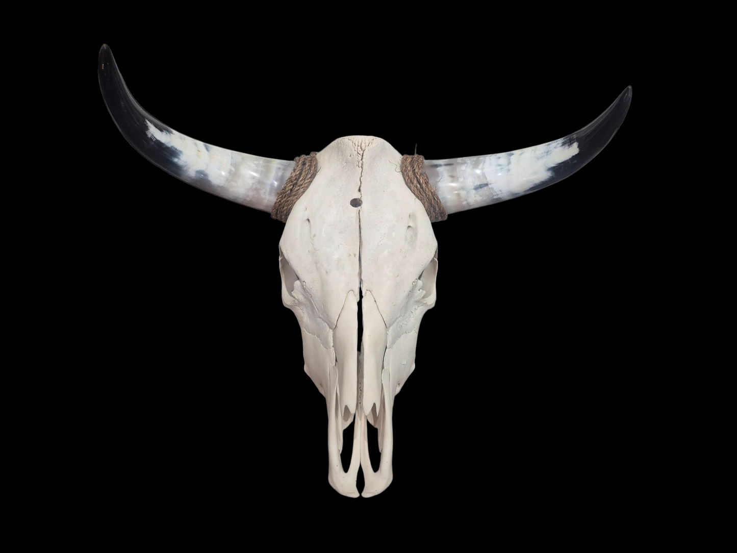 Cow Skull Texas Longhorn (1'10") A#75