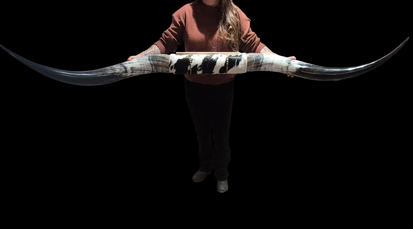 Mounted  Horns - Texas Longhorn (6'5) C#2