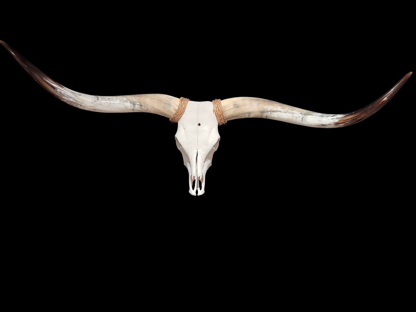 Cow Skull Texas Longhorn (5'4") A#76