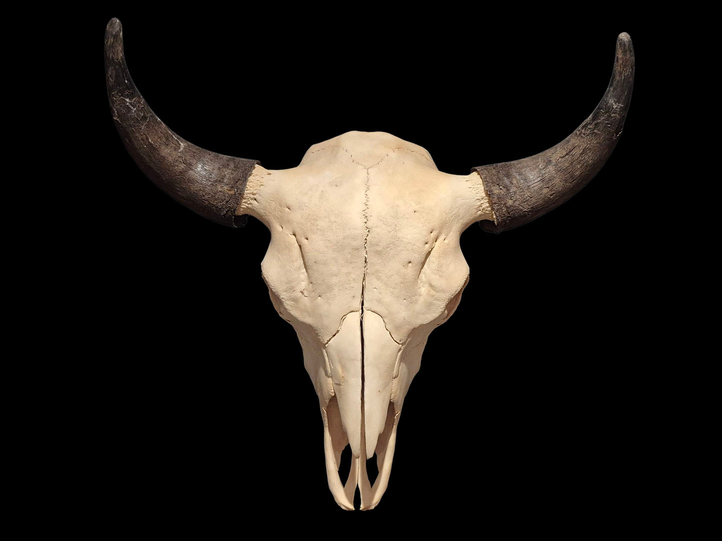 Buffalo Skull (2') B#3