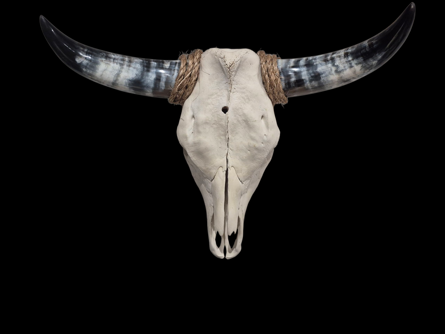 Cow Skull Texas Longhorn (1'10") A#75