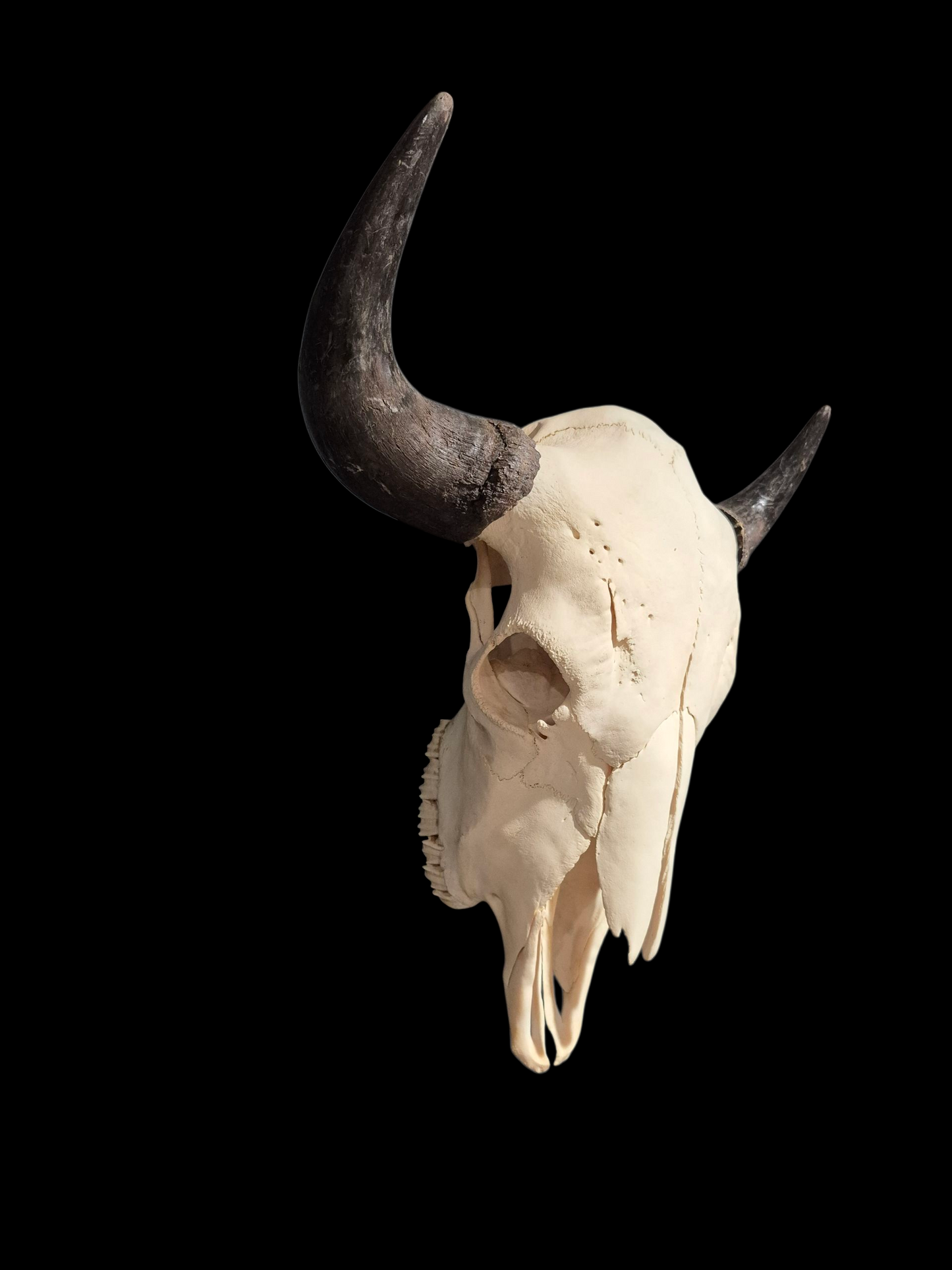 Buffalo Skull (2') B#1
