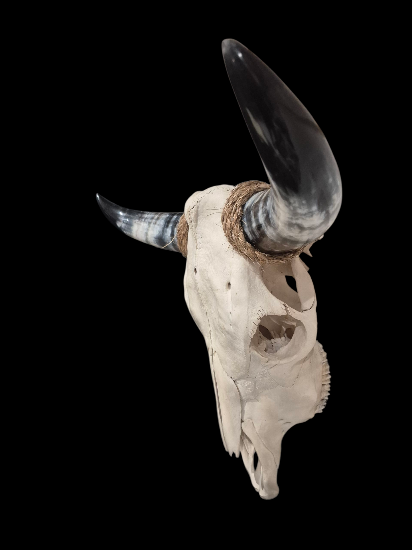 Cow Skull Texas Longhorn (1'10") A#75