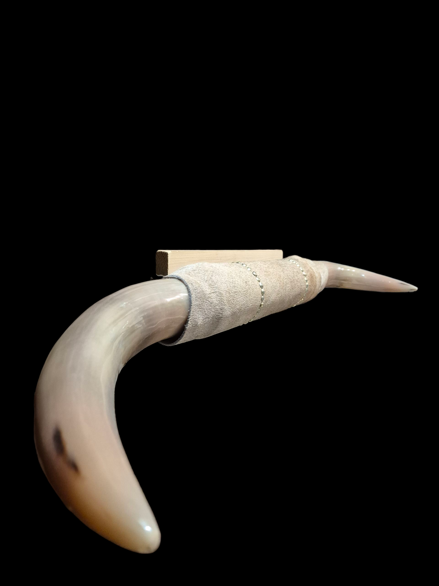 Mounted  Horns - Texas Longhorn (3'6") C#3