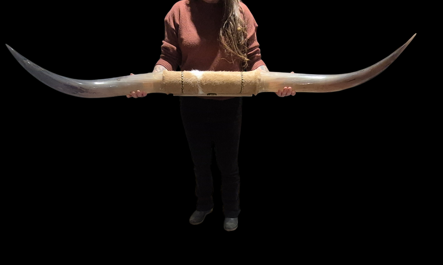Mounted  Horns - Texas Longhorn (4'8") C#5