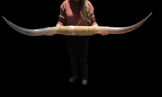 Mounted  Horns - Texas Longhorn (4'8") C#5