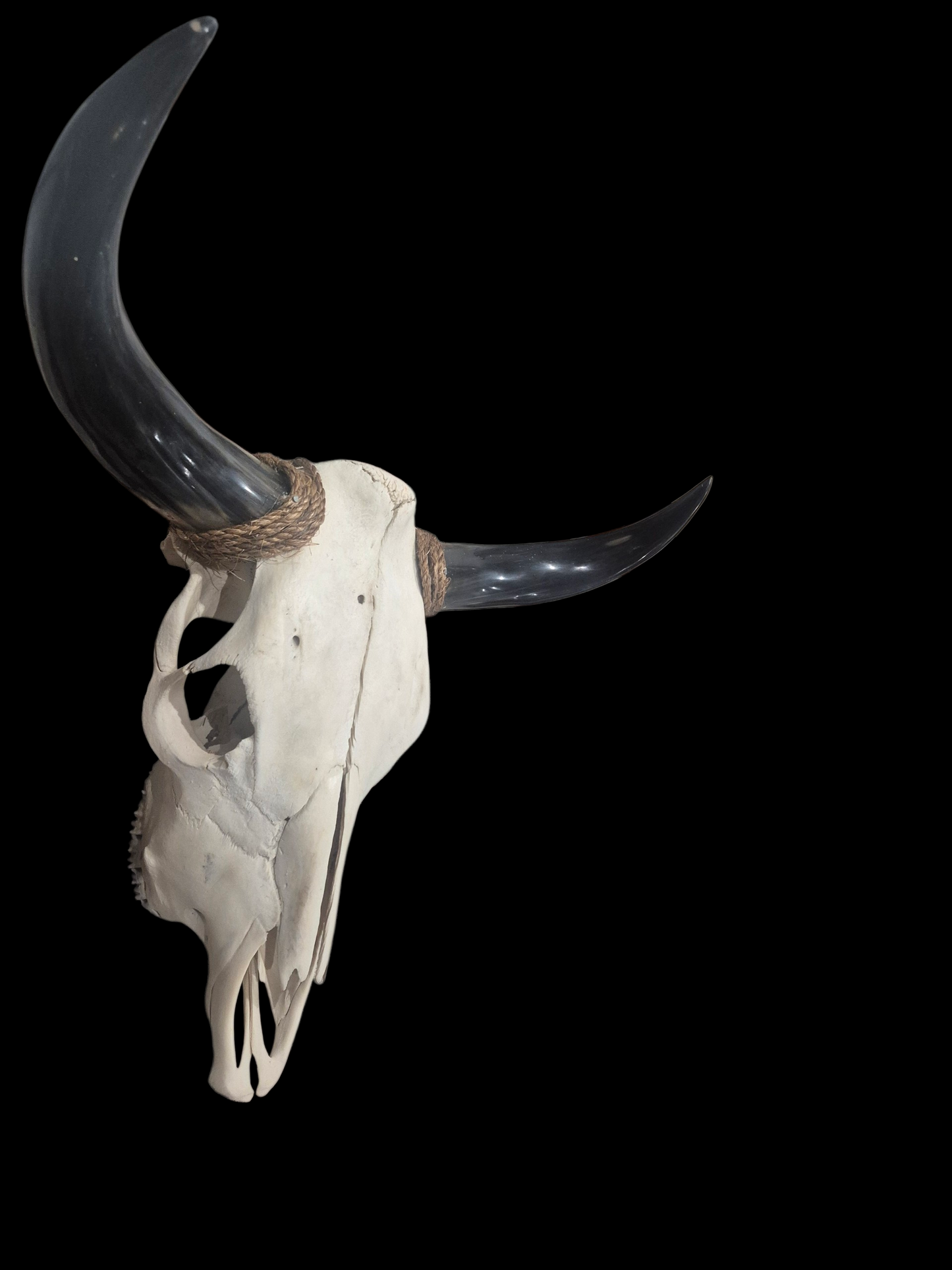 Cow Skull Texas Longhorn (1'11") A#79