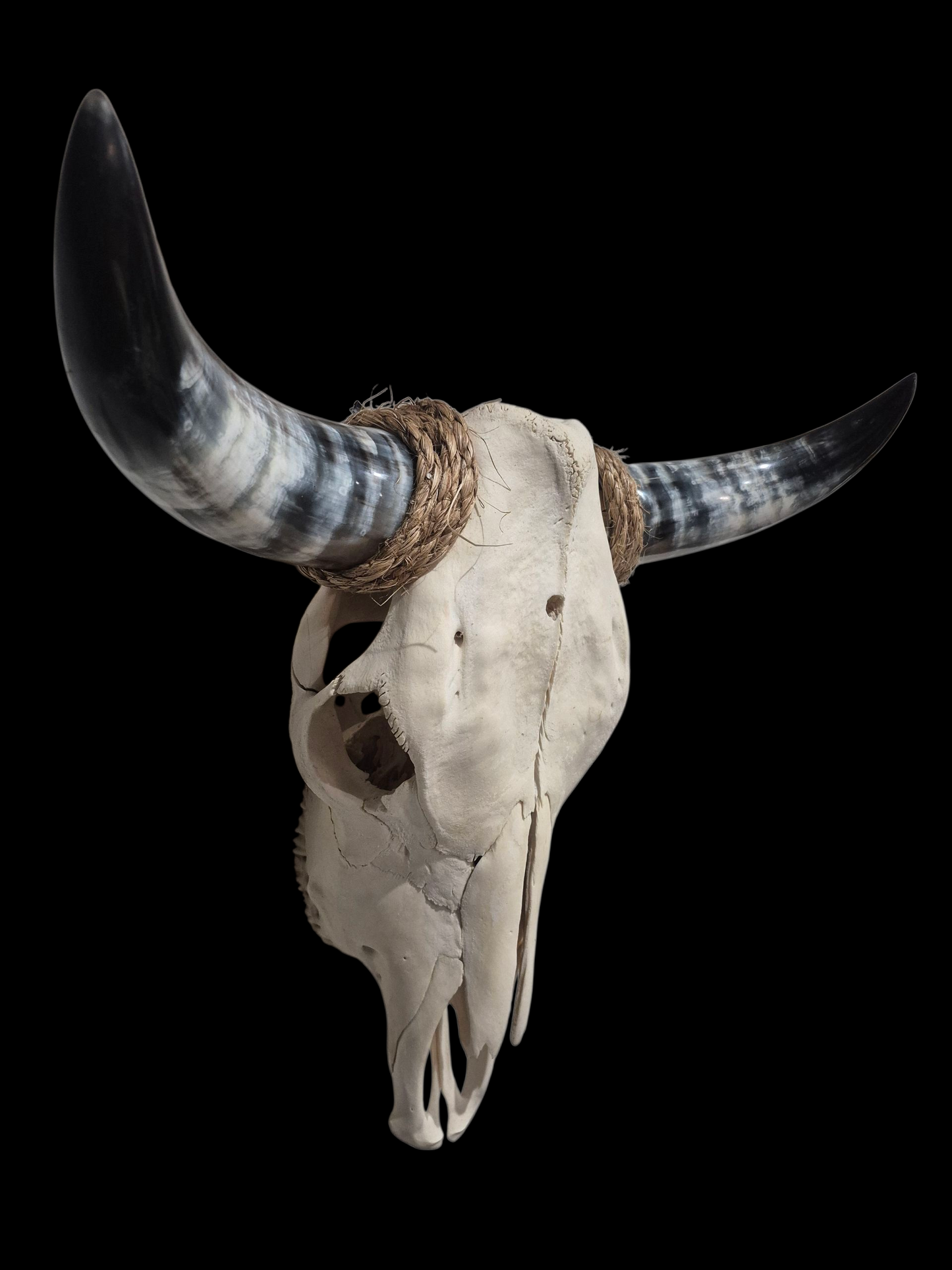 Cow Skull Texas Longhorn (1'10") A#75