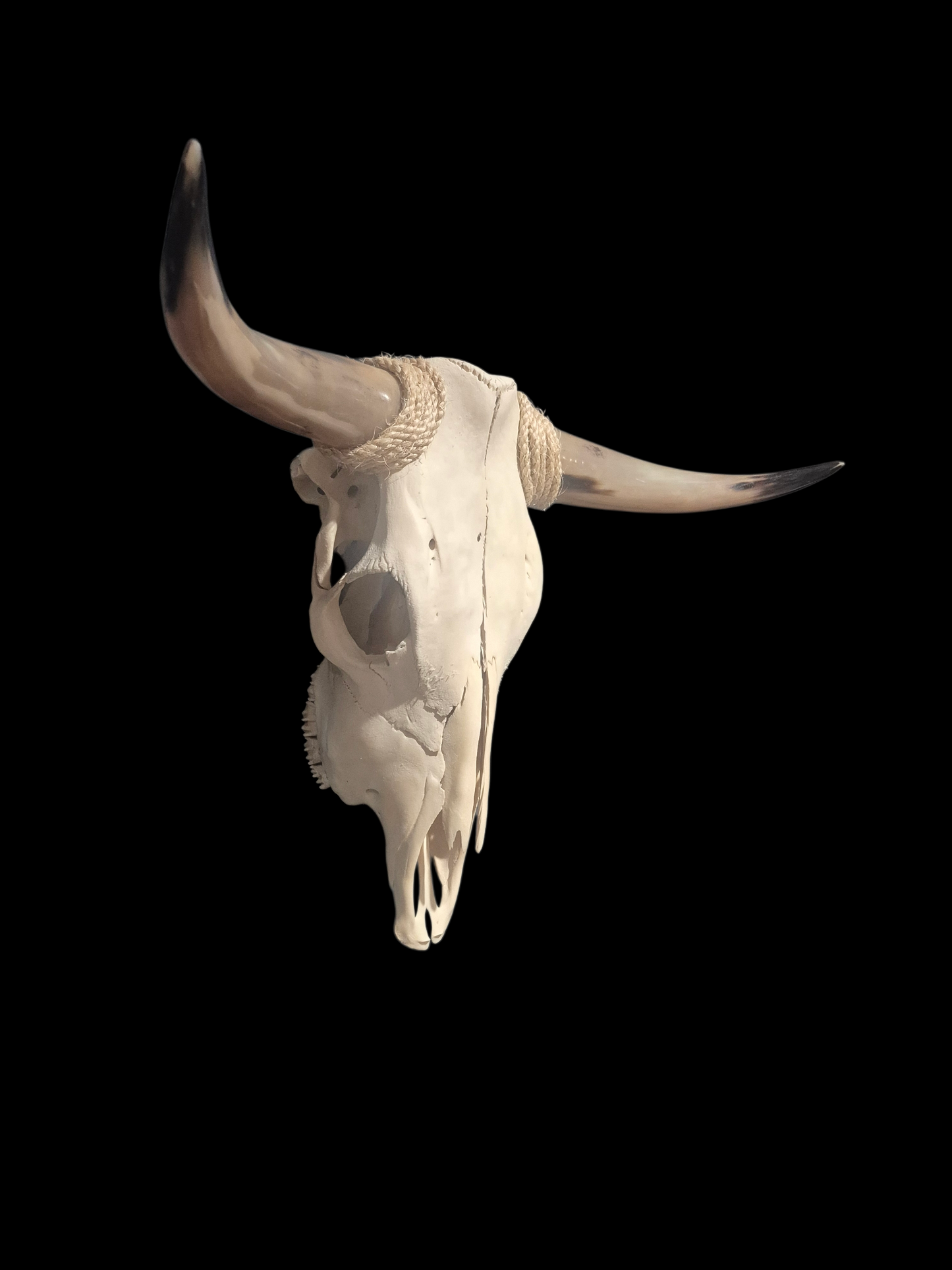 Cow Skull Texas Longhorn (2'11") A#78