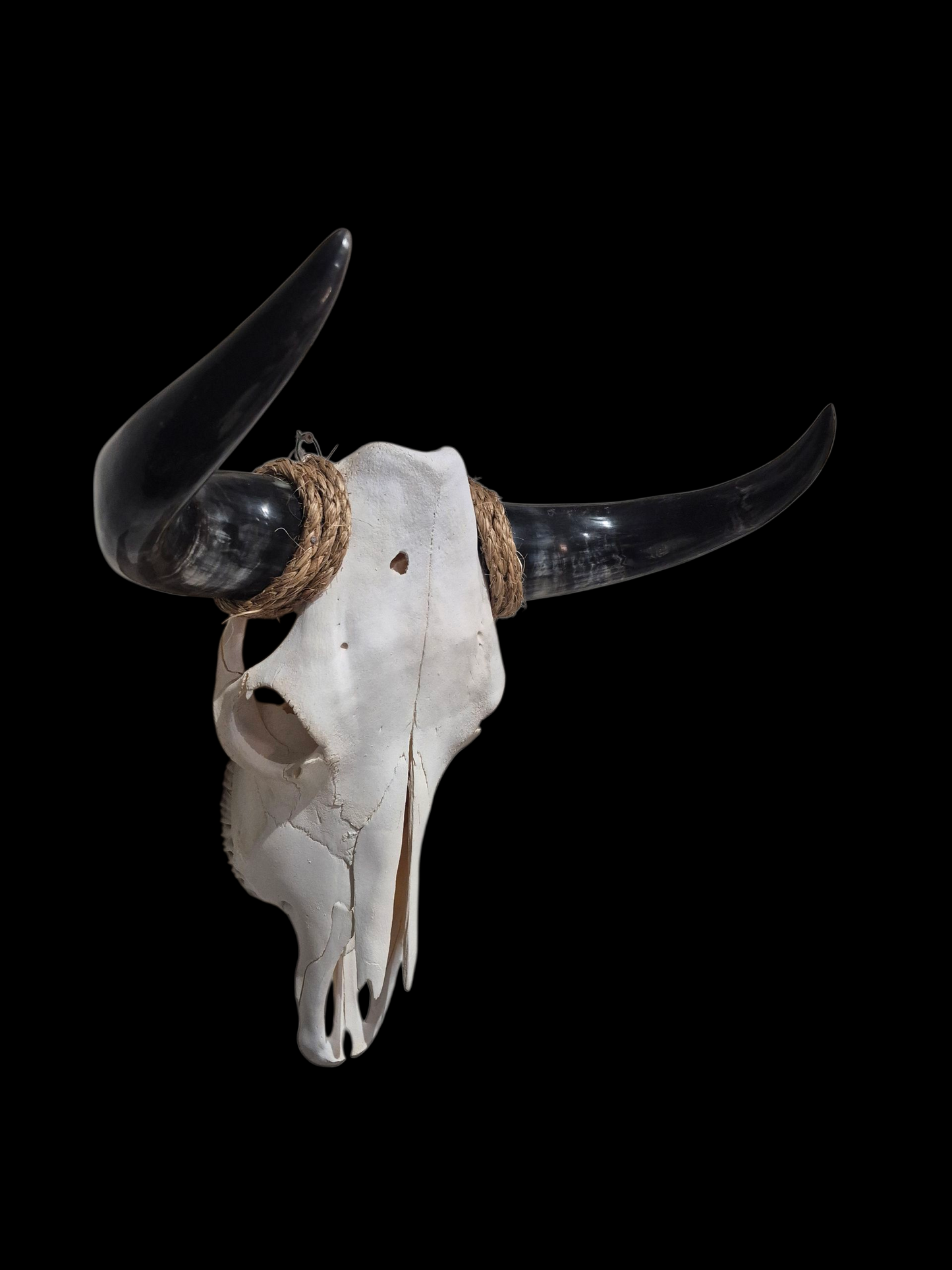 Cow Skull Texas Longhorn (1'7") A#77