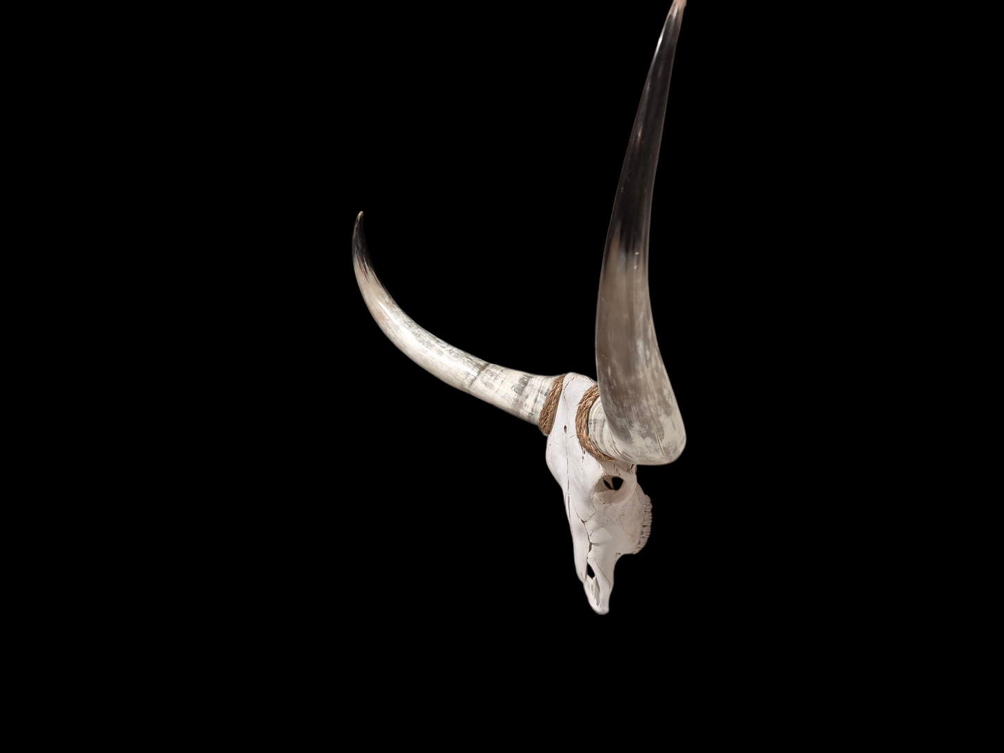 Cow Skull Texas Longhorn (4'7") A#67