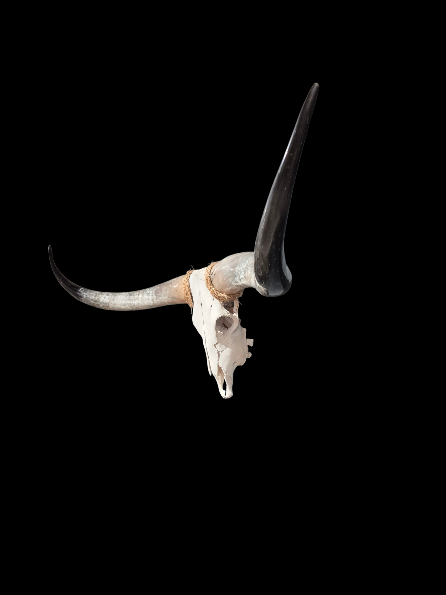 Cow Skull Texas Longhorn (6') A#01