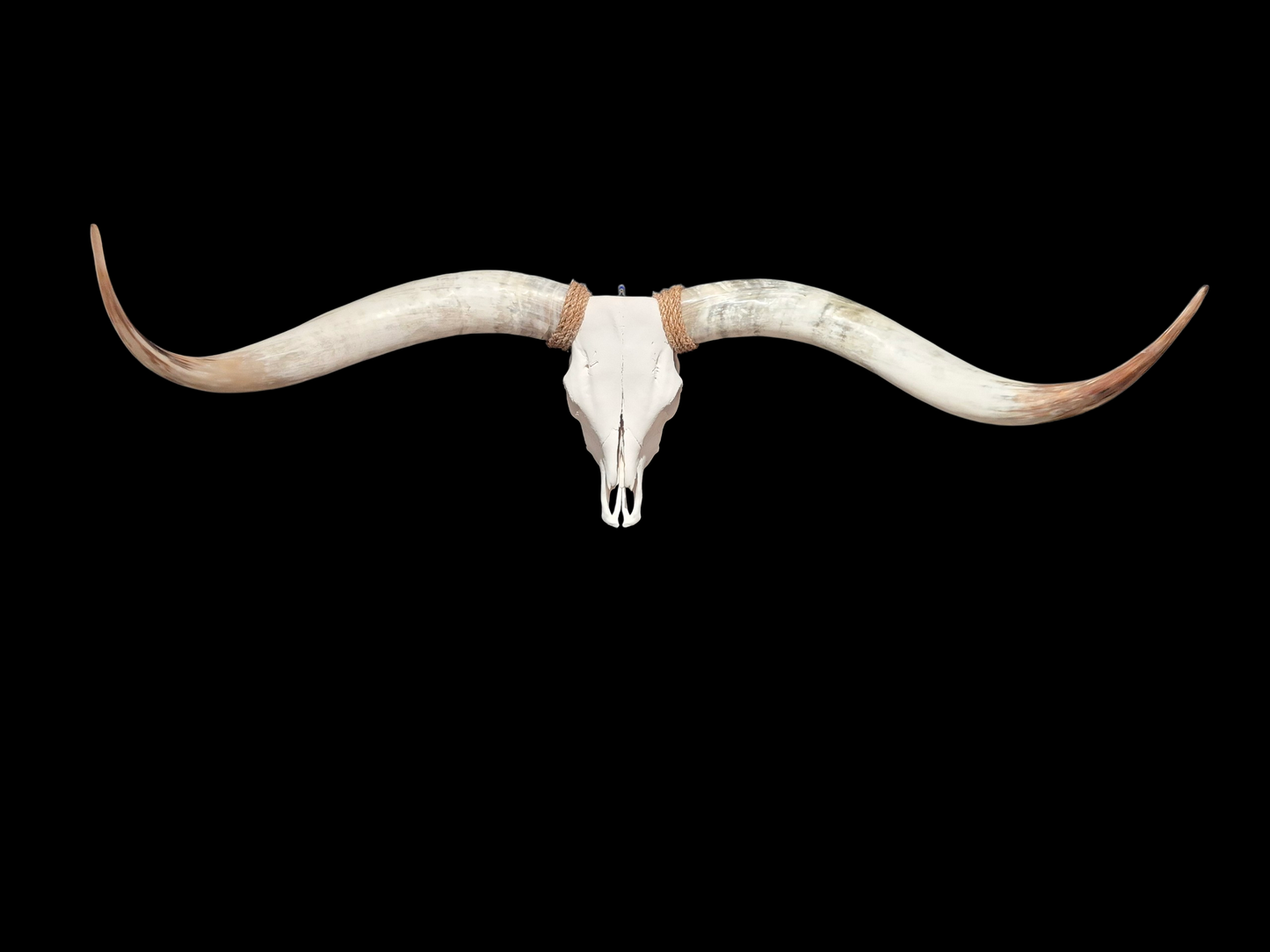 Crâne De Boeuf Texas Longhorn (4'8") A#99