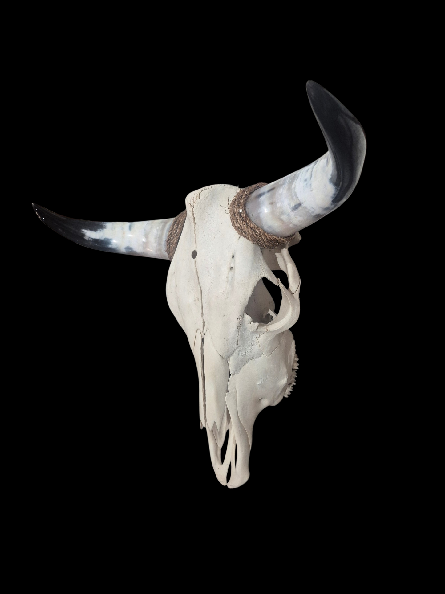 Cow Skull Texas Longhorn (1'10") A#75
