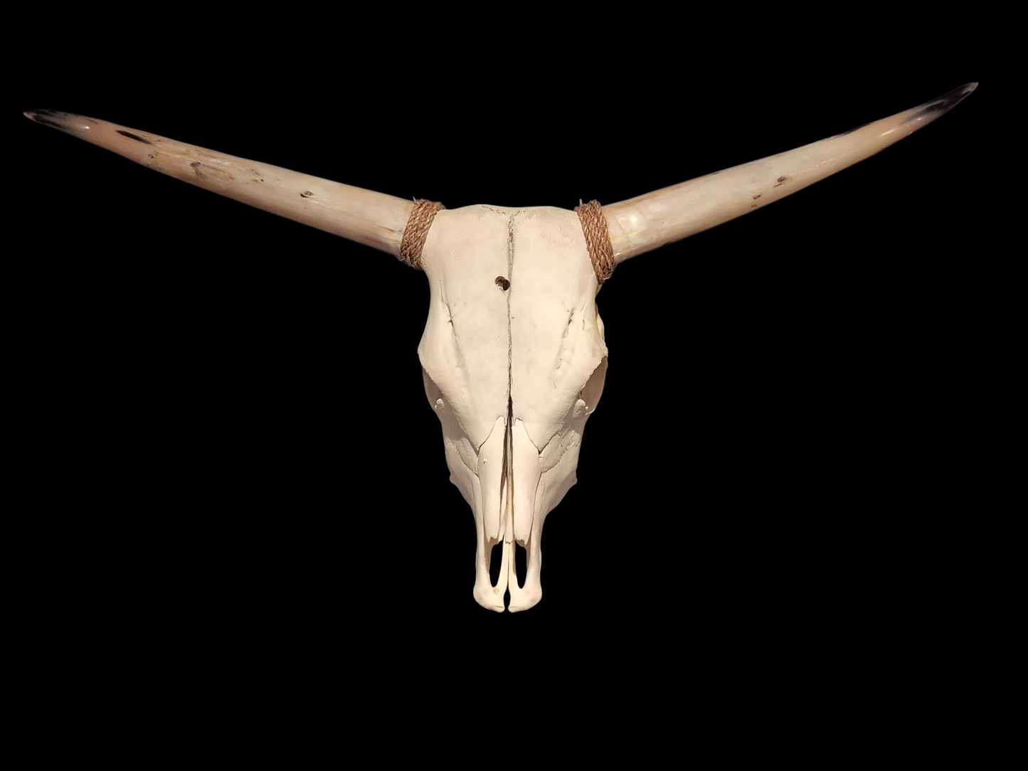 Cow Skull Texas Longhorn (3'6") A#81