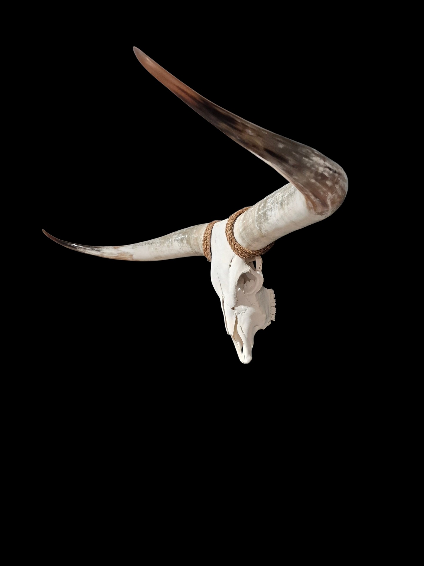 Crâne De Boeuf Texas Longhorn (5'4") A#97