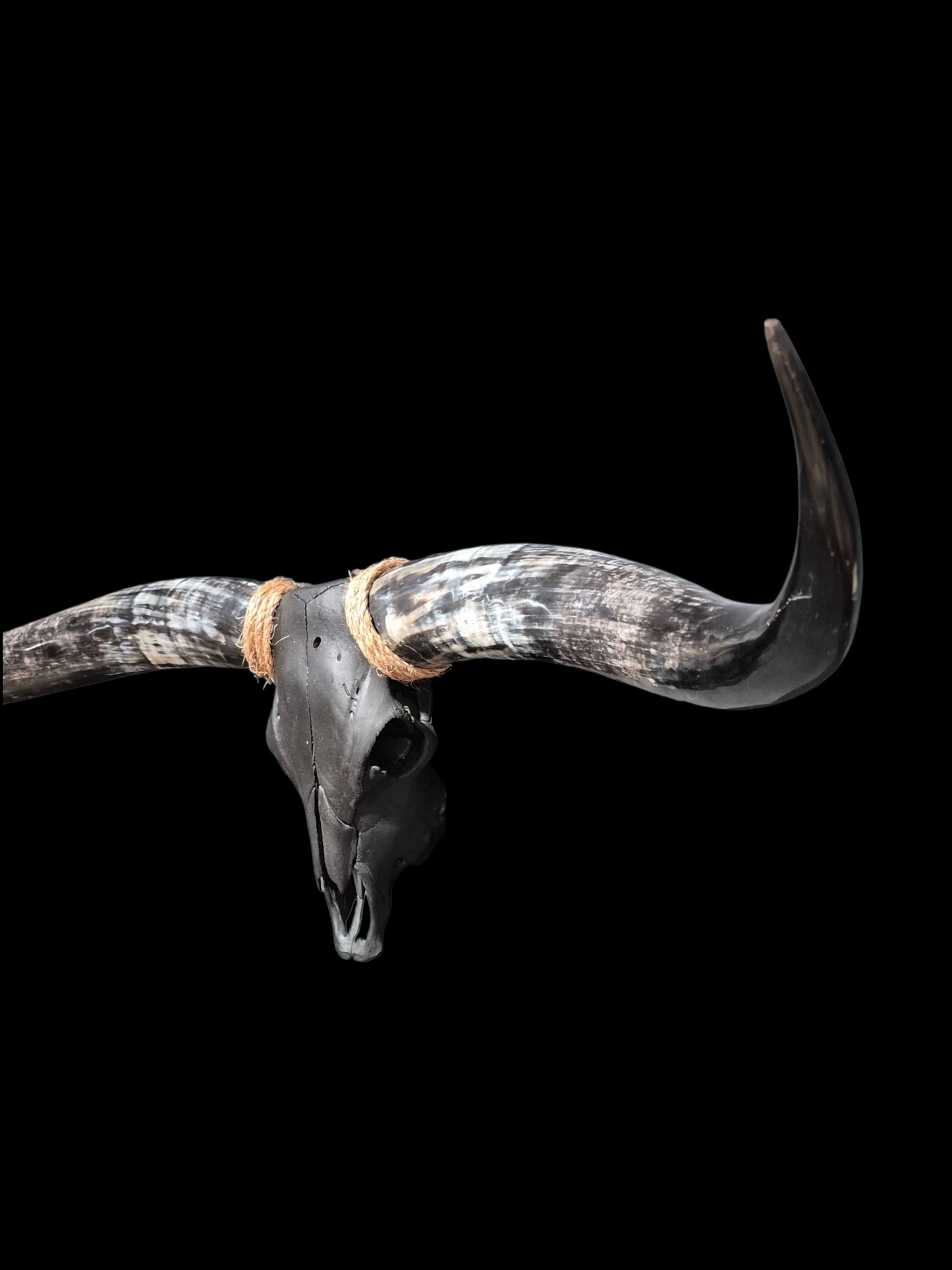 Cow Skull Texas Longhorn (5'9") A#72