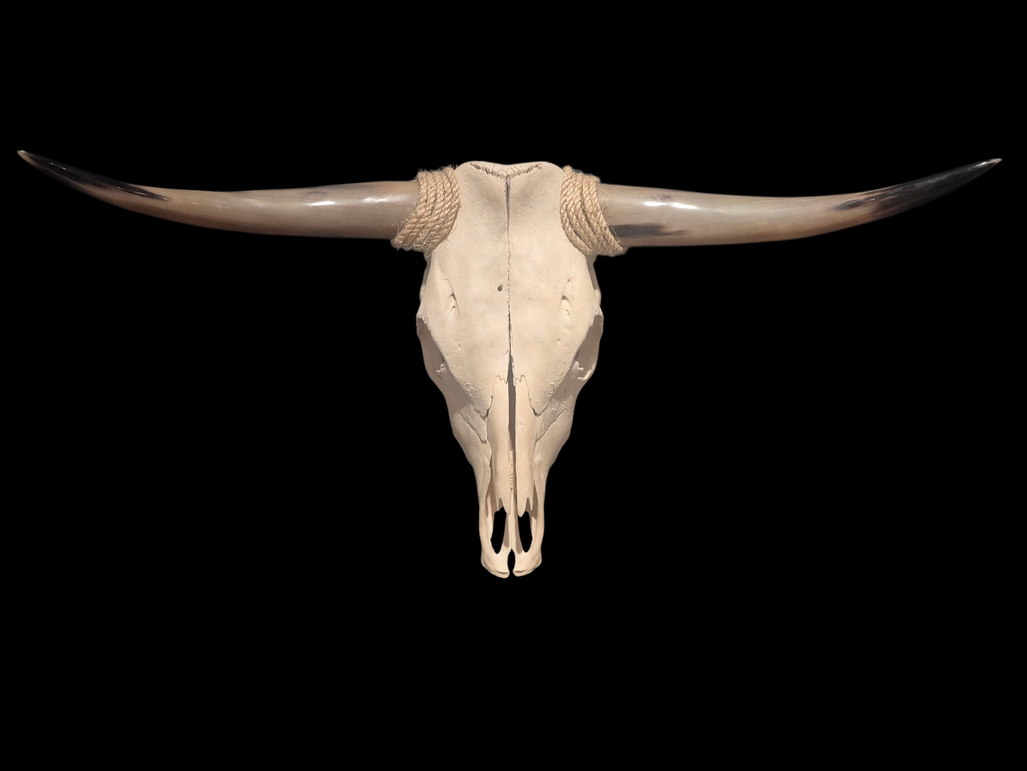 Cow Skull Texas Longhorn (2'11") A#78