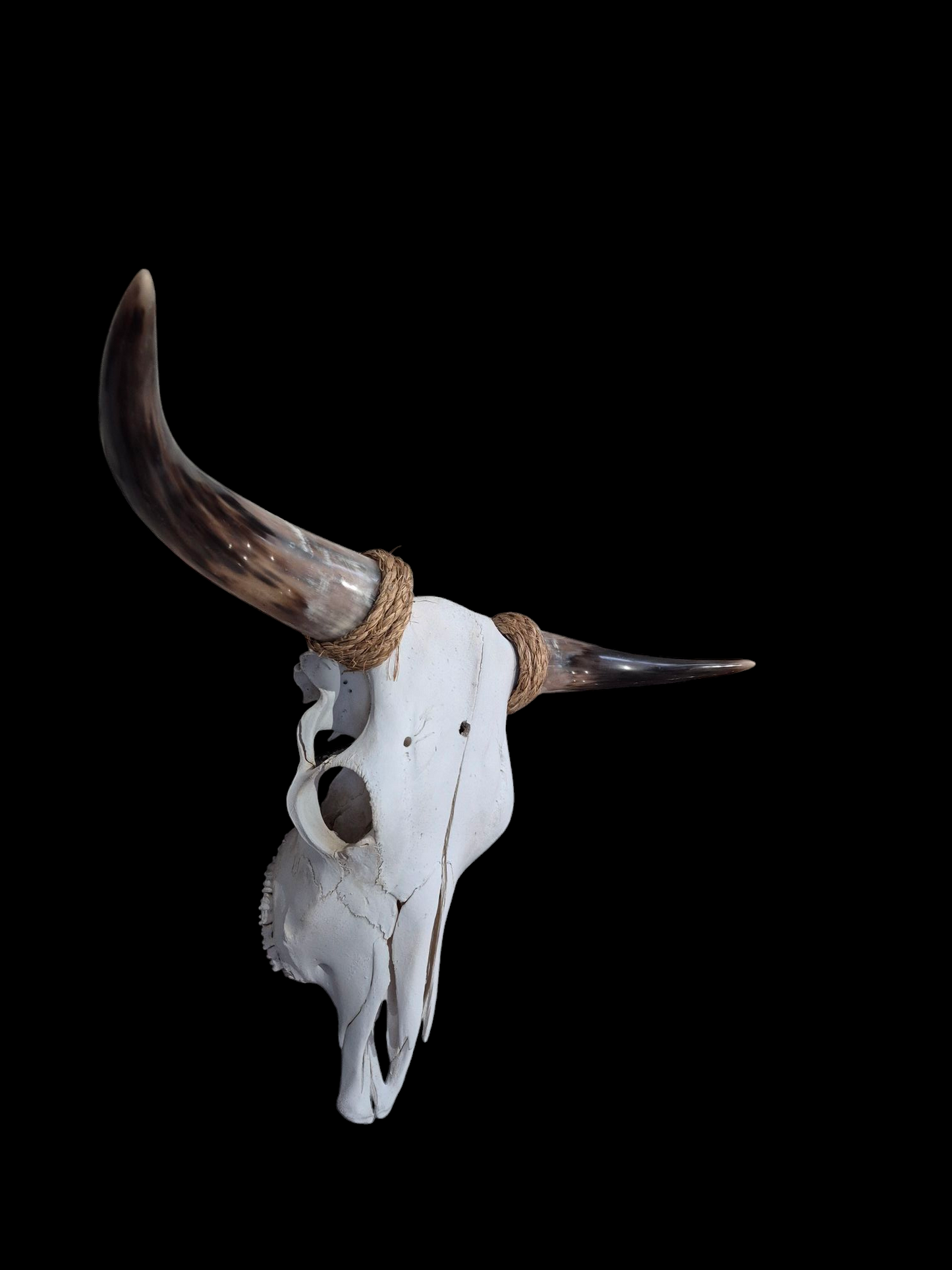 Cow Skull Texas Longhorn (2'7") A#95