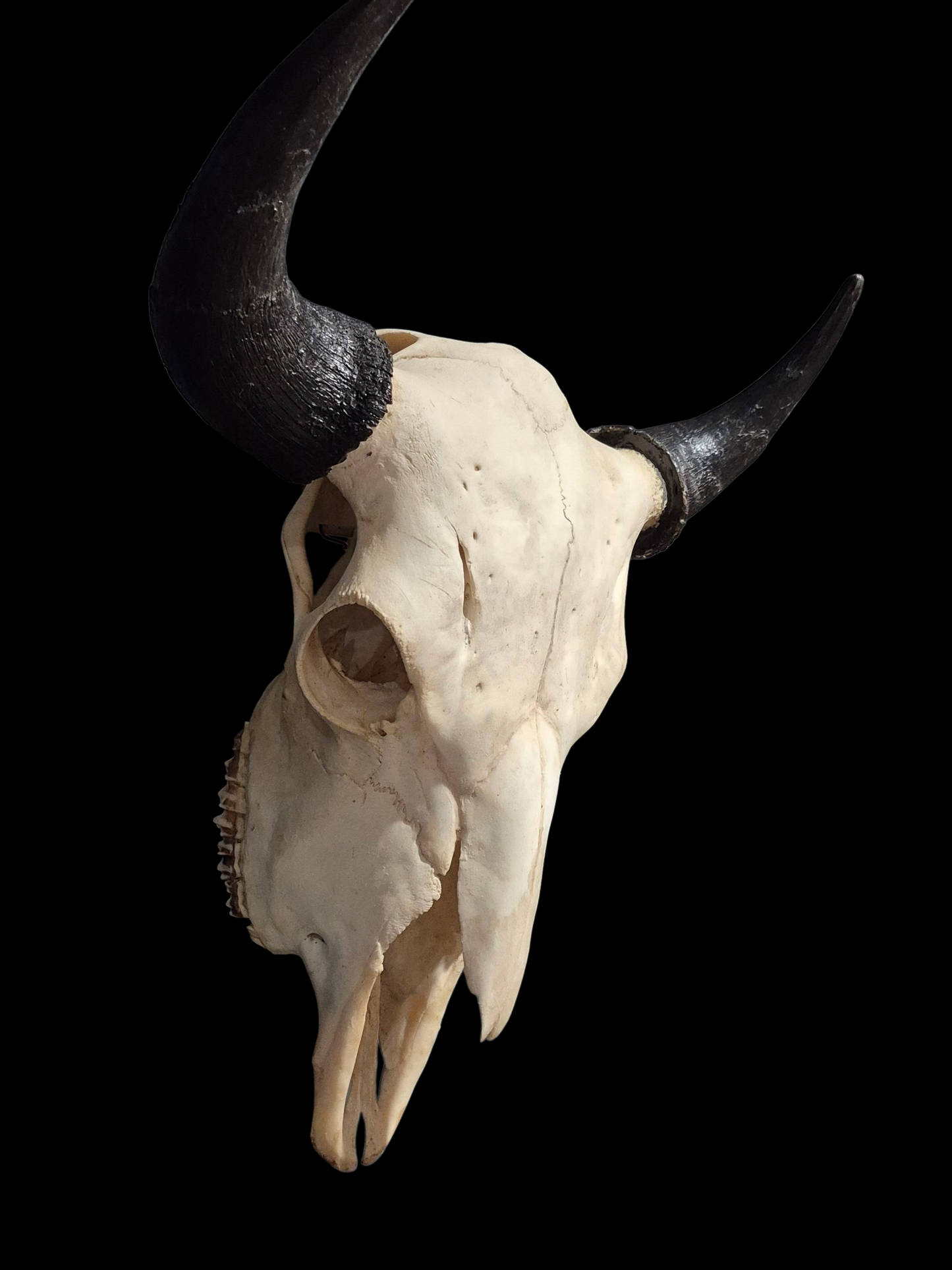Buffalo Skull (1'8") B#4