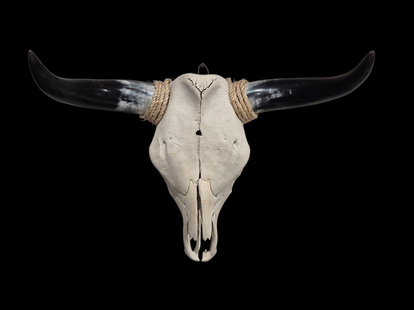 Cow Skull Texas Longhorn (1'10") A#75