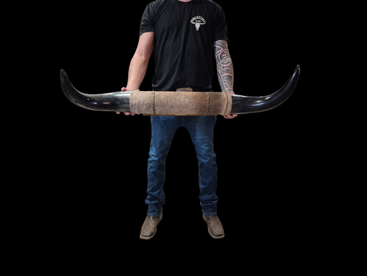 Mounted  Horns - Texas Longhorn (3'3") C#50