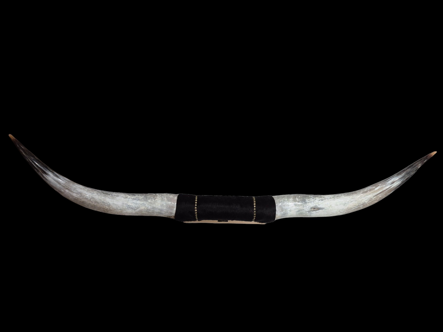 Mounted  Horns - Texas Longhorn (6'2) C#1
