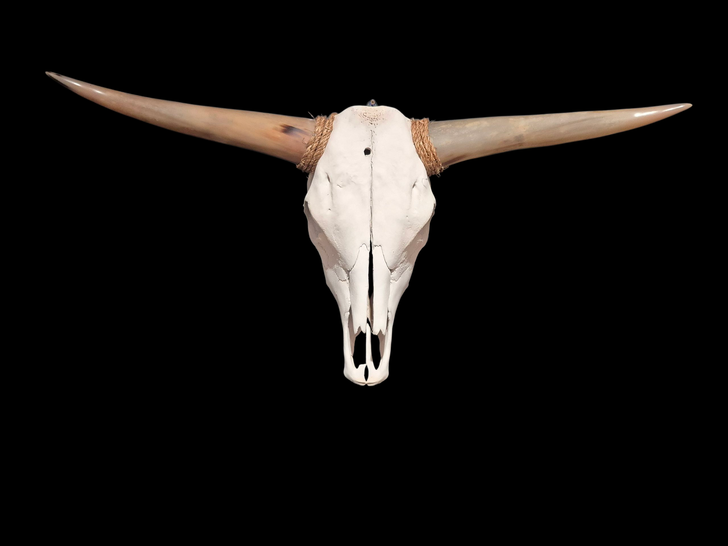 Cow Skull Texas Longhorn (3'4") A#82