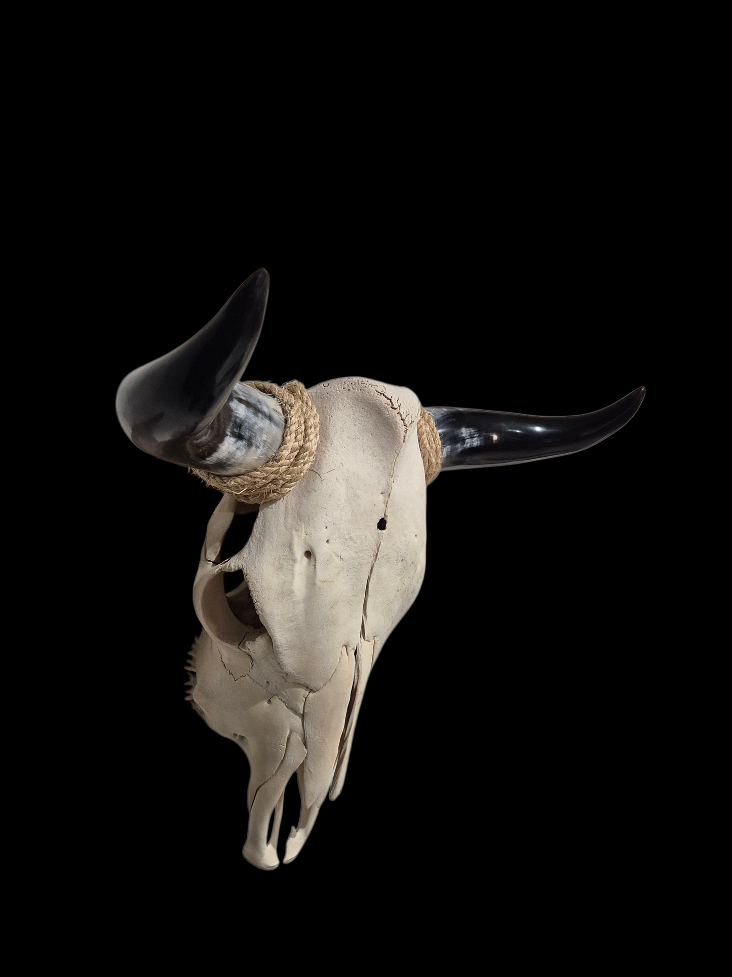Cow Skull Texas Longhorn (1'10") A#75