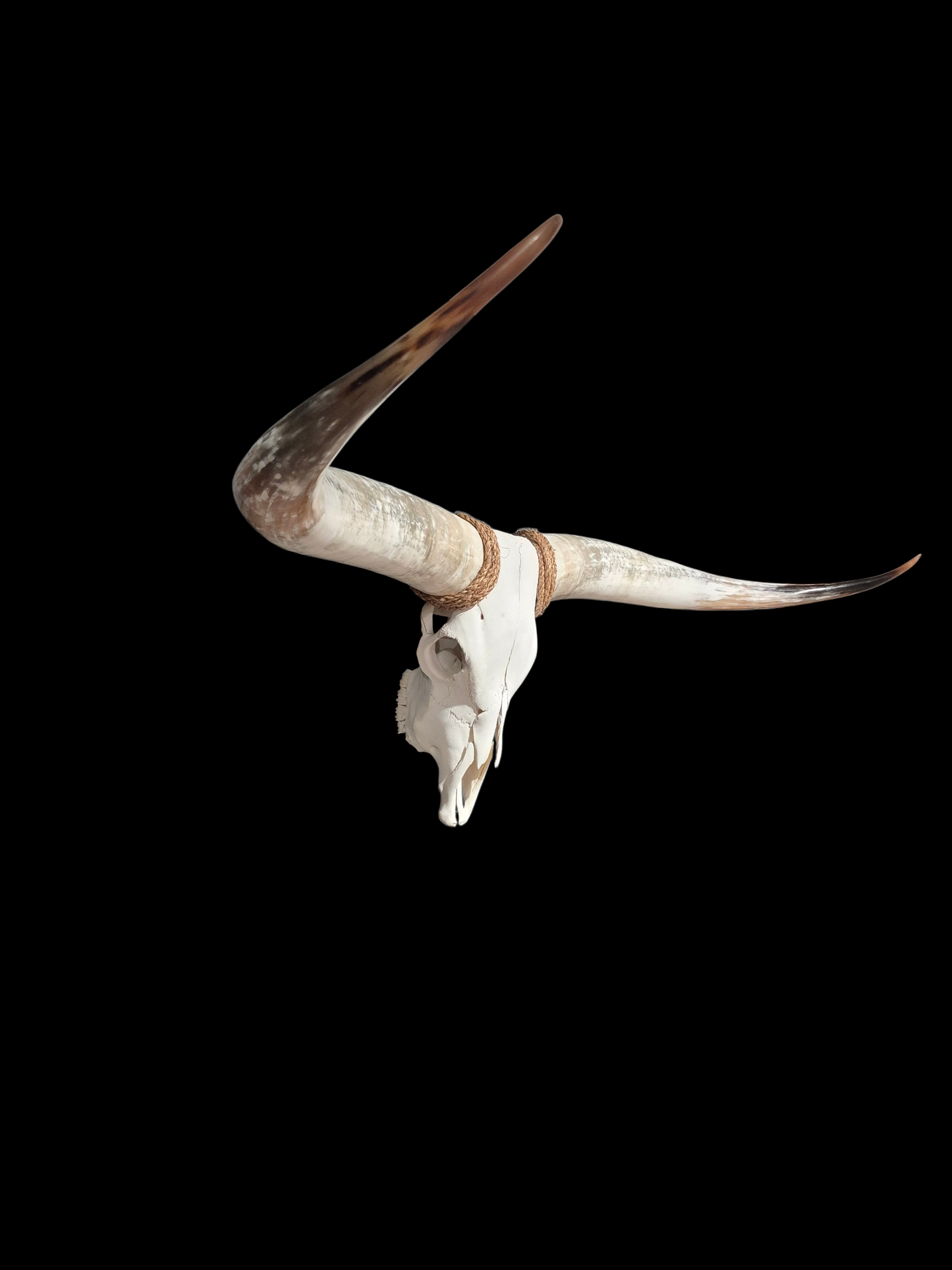 Crâne De Boeuf Texas Longhorn (5'4") A#97