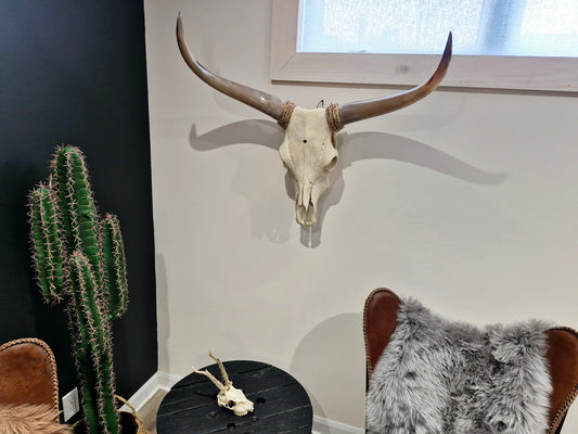Cow Skull Texas Longhorn (2'9") A#94
