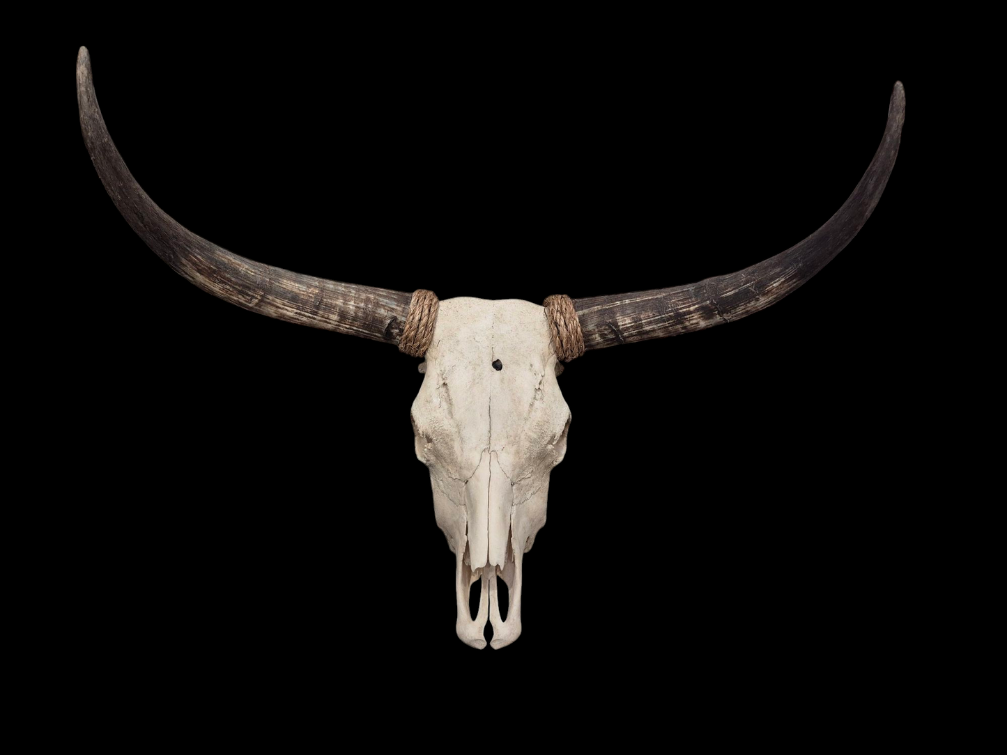 Cow Skull Texas Longhorn (2'11") A#97