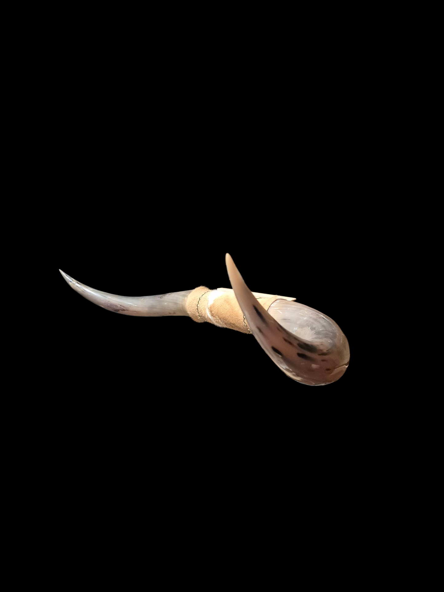 Mounted  Horns - Texas Longhorn (4'8") C#5