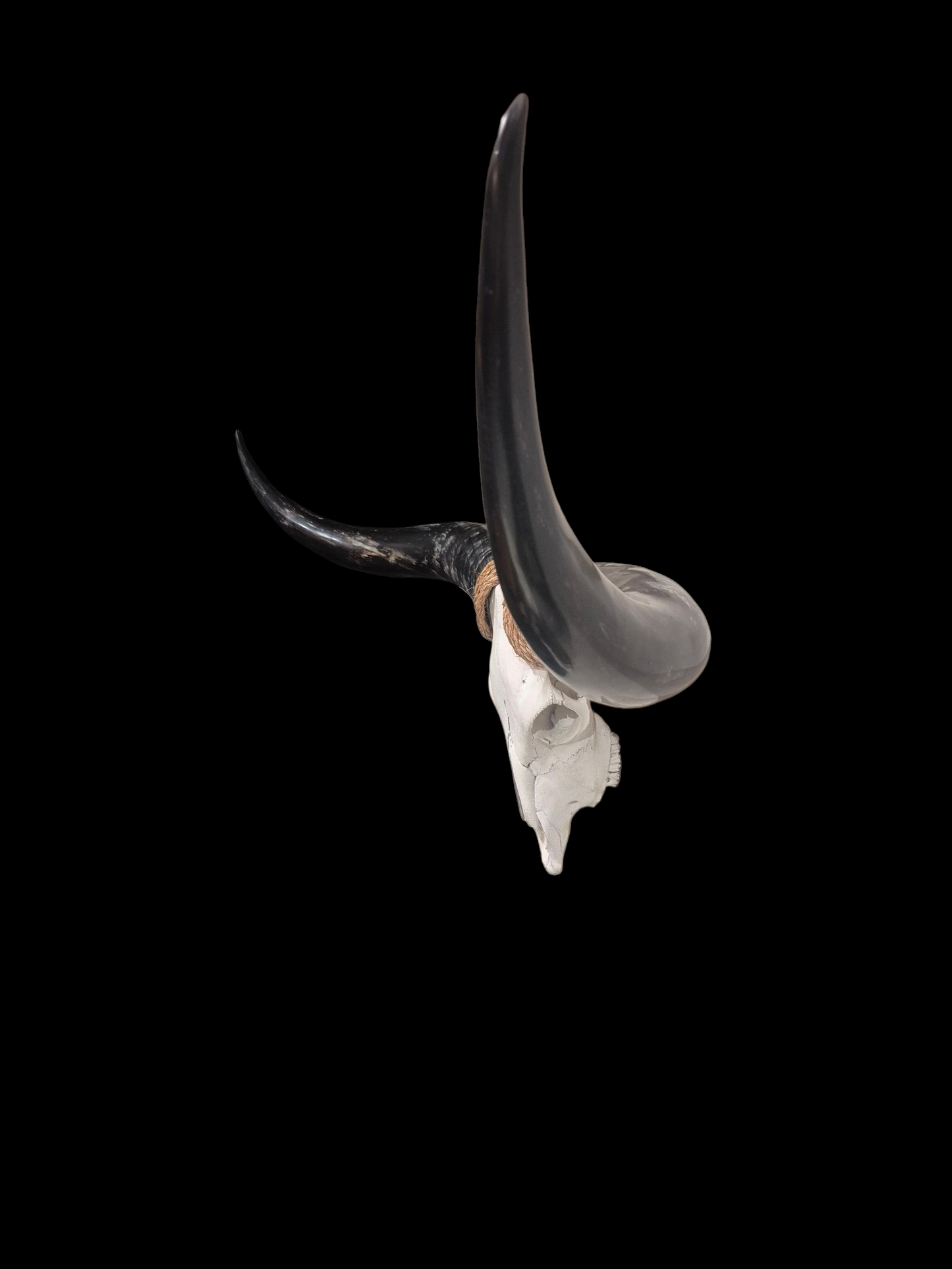 Cow Skull Texas Longhorn (4'11") A#01