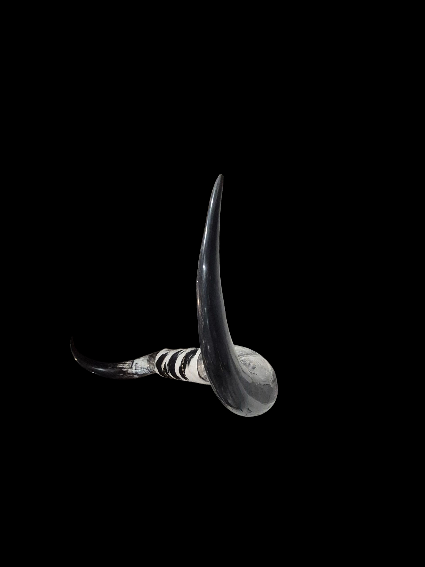 Mounted  Horns - Texas Longhorn (6'5) C#2