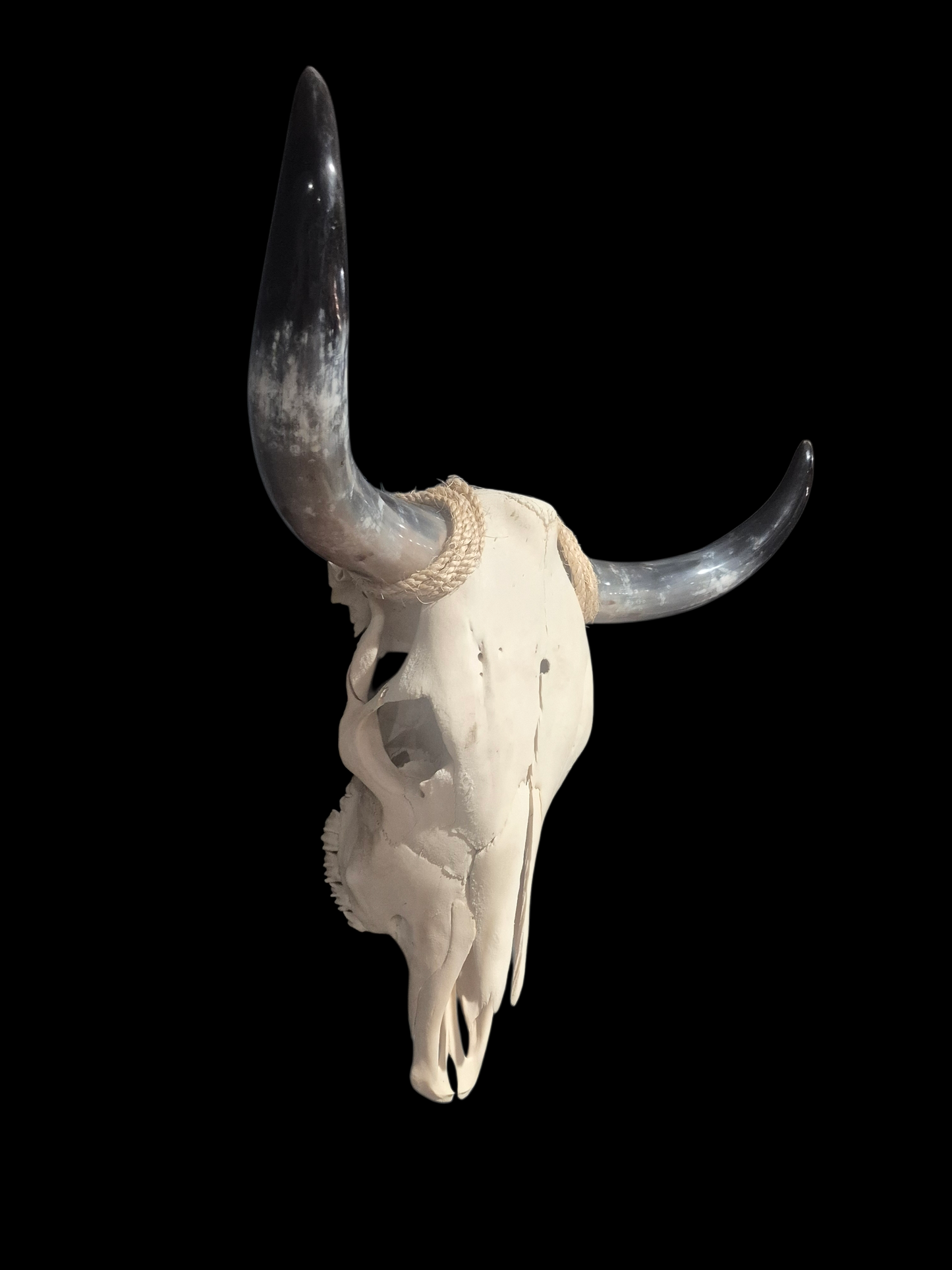 Cow Skull Texas Longhorn (2'1") A#92