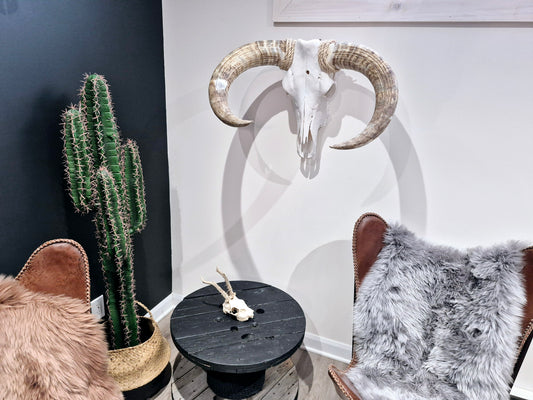 Cow Skull Texas Longhorn (2'3") A#96
