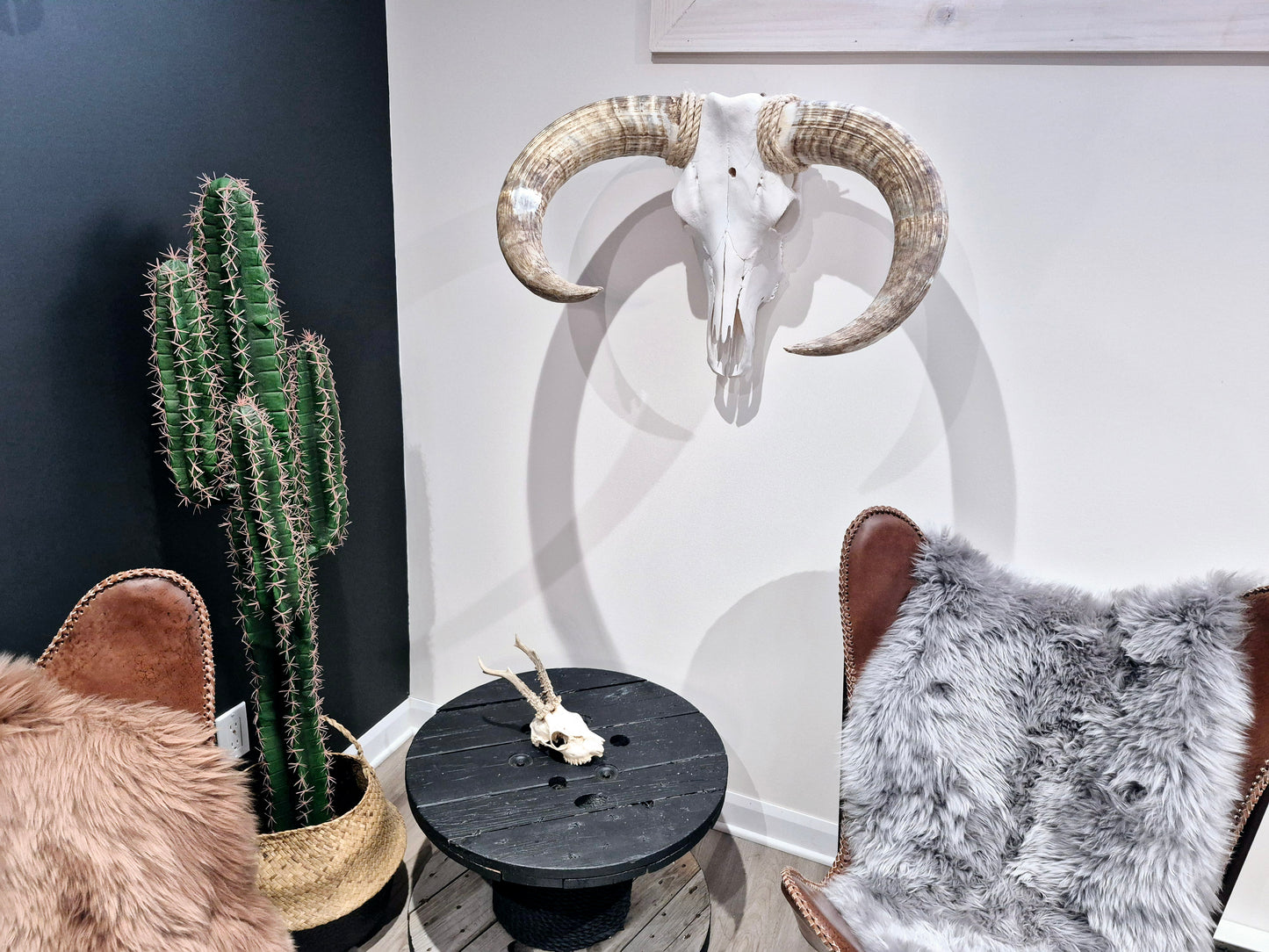Cow Skull Texas Longhorn (2'3") A#96