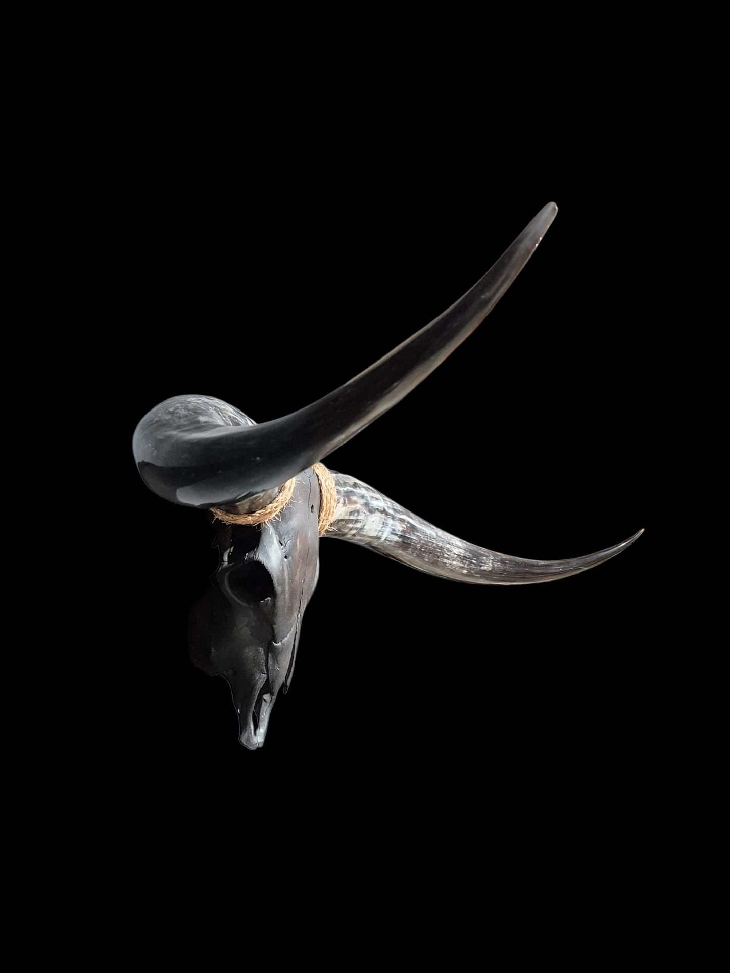 Cow Skull Texas Longhorn (5'9") A#72