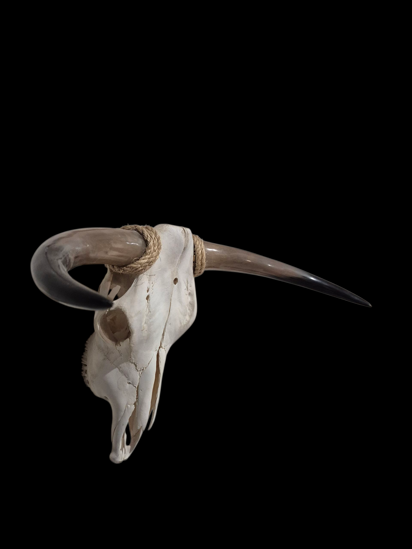 Crâne de vache Texas Longhorn (2'5") A#21