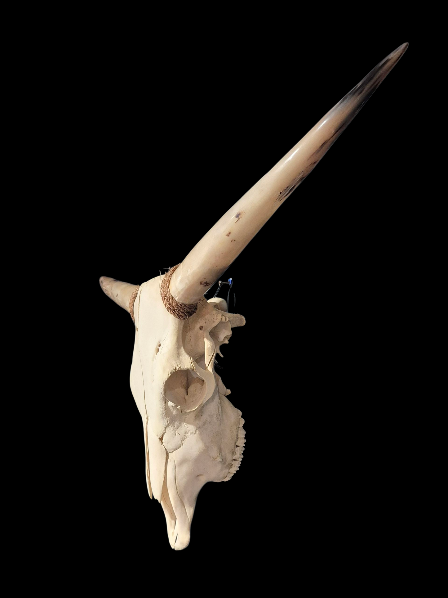 Cow Skull Texas Longhorn (3'6") A#81