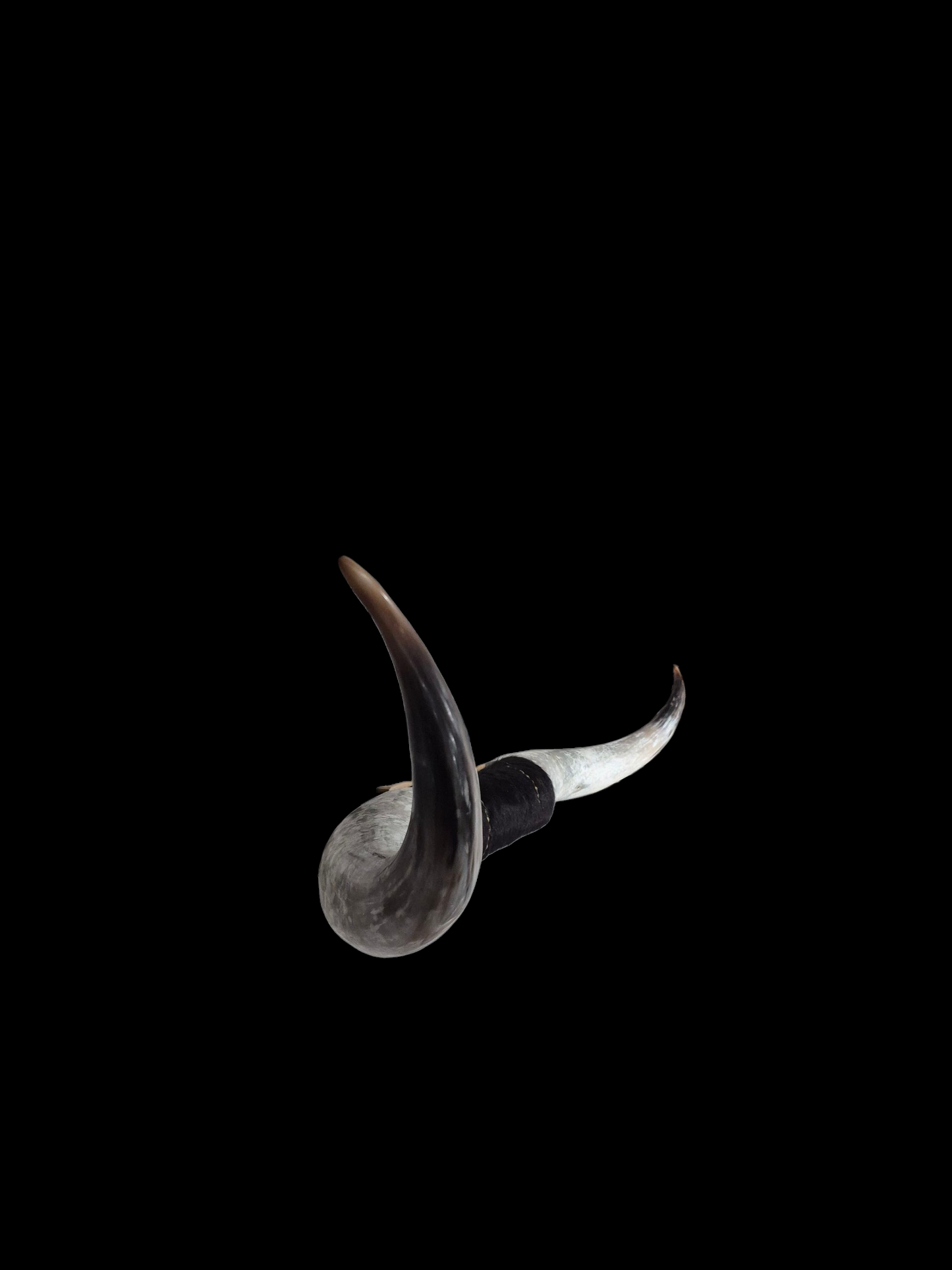 Mounted  Horns - Texas Longhorn (6'2) C#1